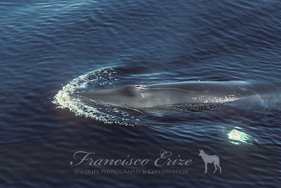 M33 Balaenoptera acutorostrata – MINKE WHALE