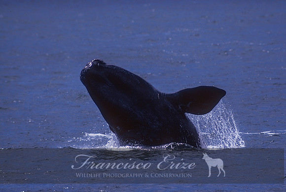 M33 Eubalaena australis – SOUTHERN RIGHT WHALE