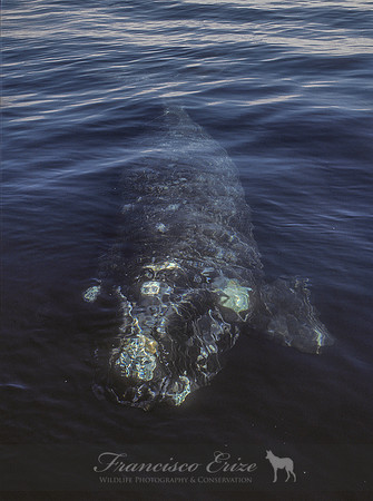 M33 Eubalaena australis – SOUTHERN RIGHT WHALE