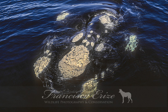 M33 Eubalaena australis – SOUTHERN RIGHT WHALE