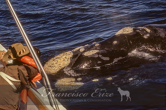 M33 Eubalaena australis – SOUTHERN RIGHT WHALE