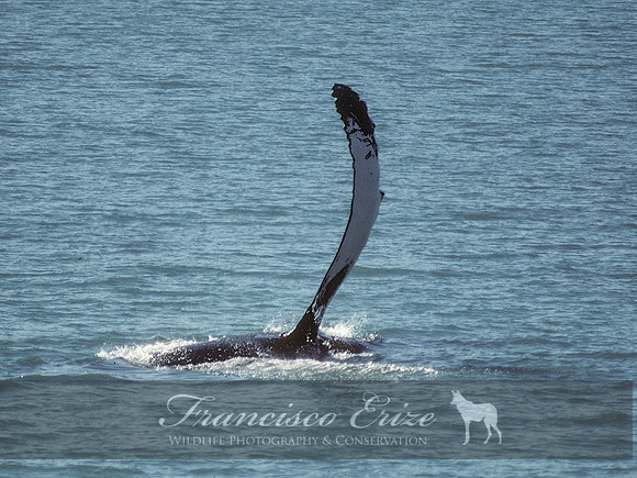 M33 Megaptera novaeangliae – HUMPBACK WHALE