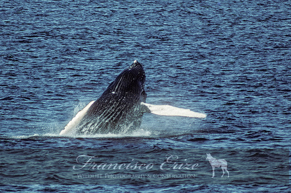 M33 Megaptera novaeangliae – HUMPBACK WHALE