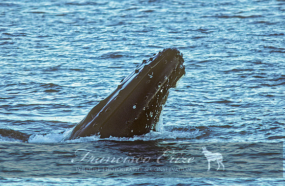 M33 Megaptera novaeangliae – HUMPBACK WHALE