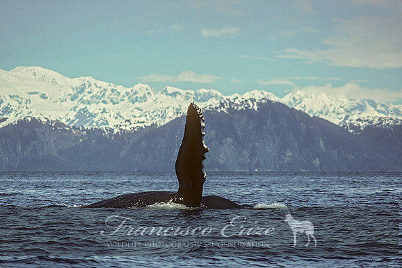 M33 Megaptera novaeangliae – HUMPBACK WHALE