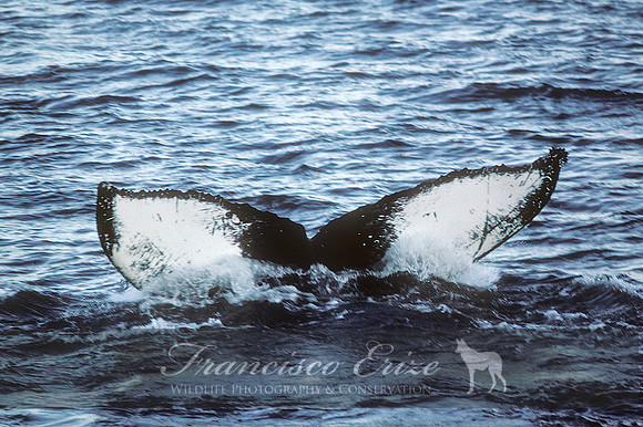 M33 Megaptera novaeangliae – HUMPBACK WHALE