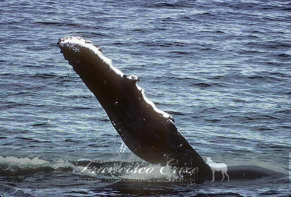 M33 Megaptera novaeangliae – HUMPBACK WHALE