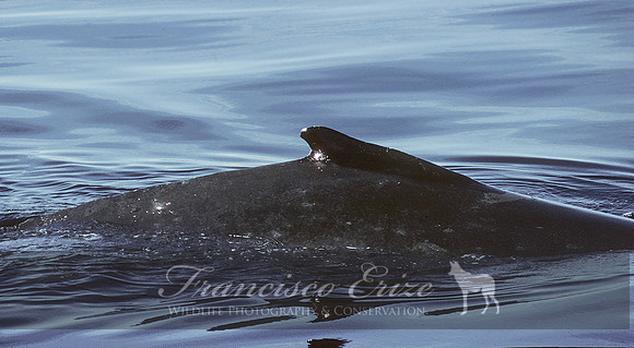 M33 Megaptera novaeangliae – HUMPBACK WHALE