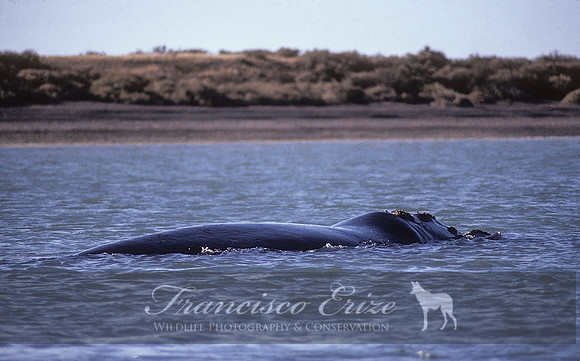 M33 Eubalaena australis – SOUTHERN RIGHT WHALE