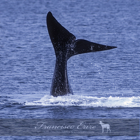 M33 Eubalaena australis – SOUTHERN RIGHT WHALE