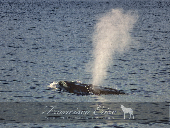 M33 Balaenoptera physalus – FIN WHALE