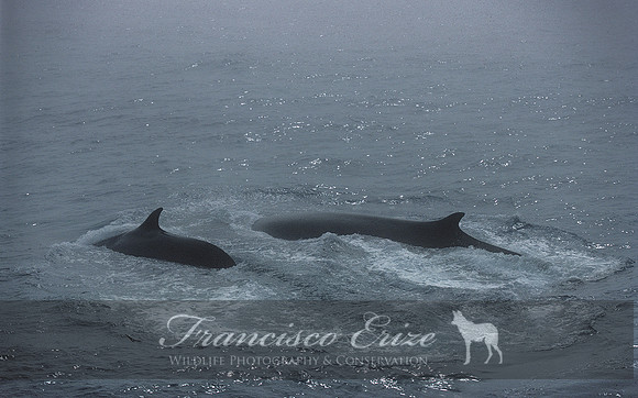 M33 Balaenoptera physalus – FIN WHALE