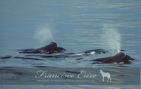 M32 Physeter macrocephalus – SPERM WHALE