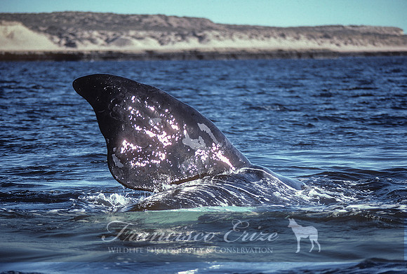 M33 Eubalaena australis – SOUTHERN RIGHT WHALE