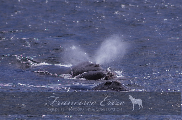 M33 Eubalaena australis – SOUTHERN RIGHT WHALE