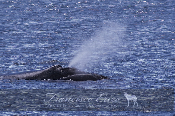 M33 Eubalaena australis – SOUTHERN RIGHT WHALE