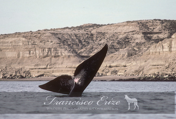 M33 Eubalaena australis – SOUTHERN RIGHT WHALE