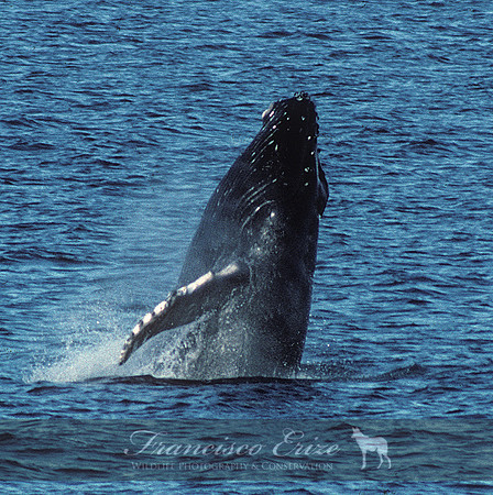M33 Megaptera novaeangliae – HUMPBACK WHALE