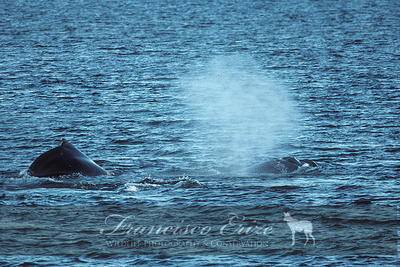 M33 Megaptera novaeangliae – HUMPBACK WHALE