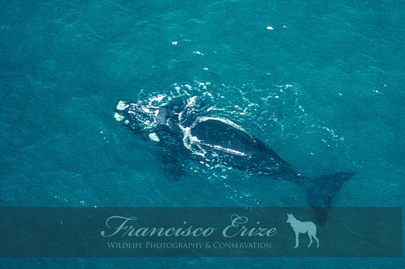 M33 Eubalaena australis – SOUTHERN RIGHT WHALE