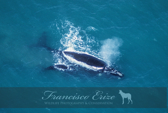 M33 Eubalaena australis – SOUTHERN RIGHT WHALE