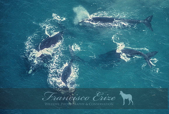 M33 Eubalaena australis – SOUTHERN RIGHT WHALE