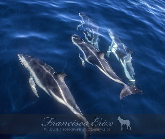 M32 Lagenorhynchus obscurus – DUSKY DOLPHIN