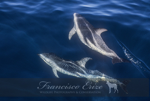M32 Lagenorhynchus obscurus – DUSKY DOLPHIN