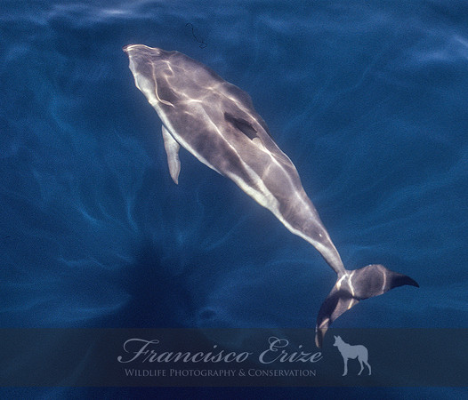M32 Lagenorhynchus obscurus – DUSKY DOLPHIN