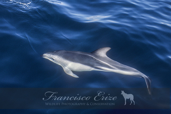 M32 Lagenorhynchus obscurus – DUSKY DOLPHIN