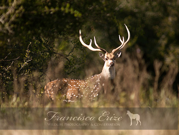 M21 Axis axis - SPOTTED DEER 14
