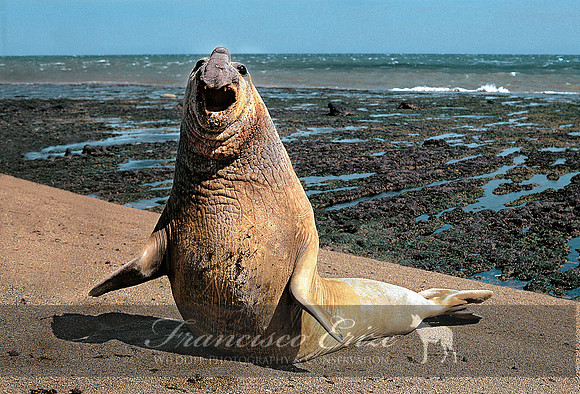 M15 Mirounga leonina - SOUTHERN ELEPHANT SEAL