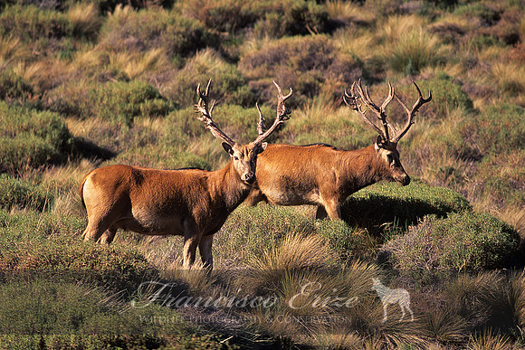 M21 Elaphurus davidianus -PERE DAVID'S DEER