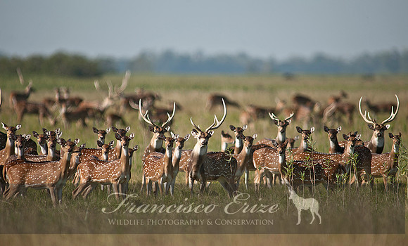 M21 Axis axis - SPOTTED DEER 11