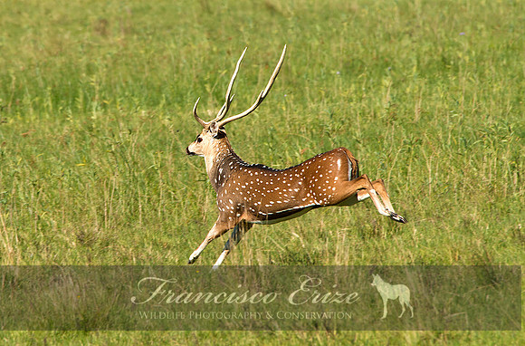 M21 Axis axis - SPOTTED DEER 9
