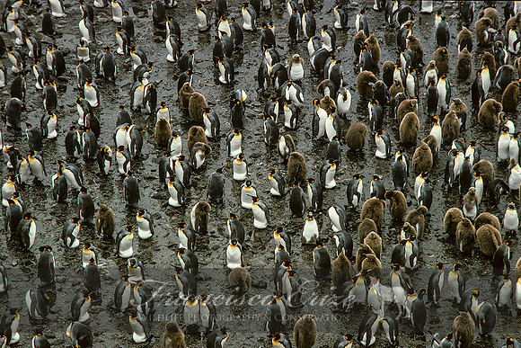 B4 Aptenodytes patagonica - KING PENGUIN