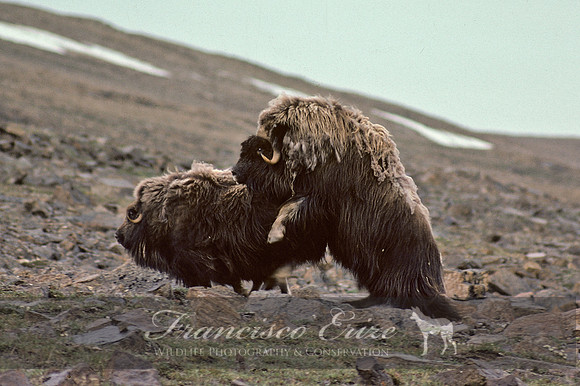 M22 Ovibos moschatus 8 - MUSKOX