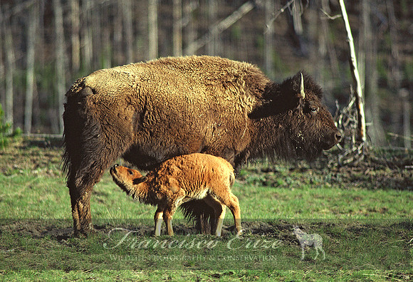 M22 Bison bison - AMERICAN BISON 4