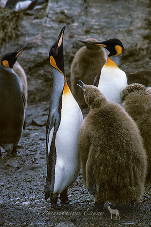 B4 Aptenodytes patagonica -KING PENGUIN
