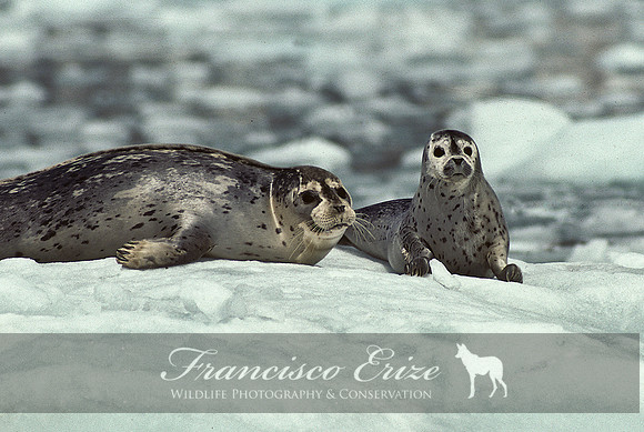 M15 Phoca vitulina -HARBOUR SEAL 2