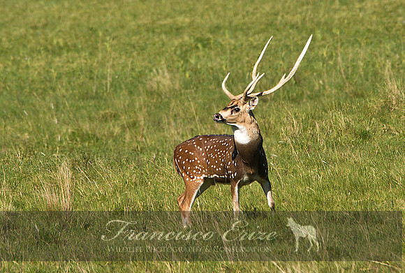 M21 Axis axis - SPOTTED DEER or CHITAL