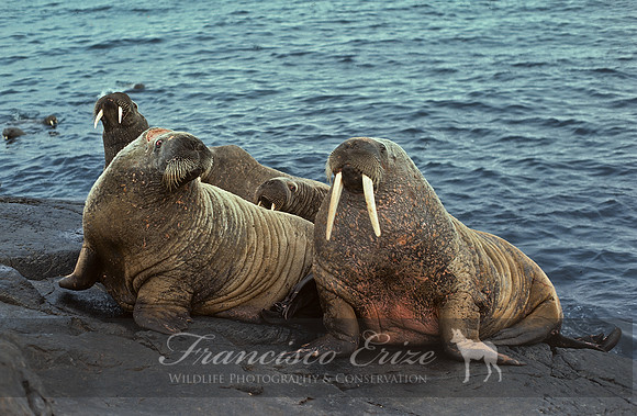 M14 Odobenus rosmarus – ATLANTIC WALRUS