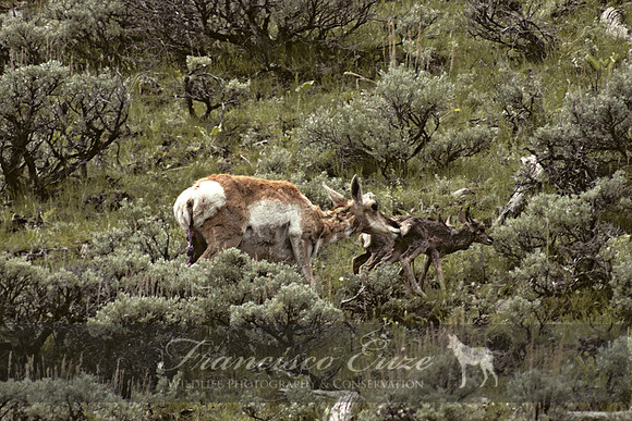 M23 Antilocapra americana 3 - PRONGHORN ANTELOPE