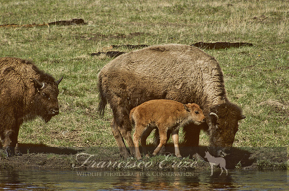 M22 Bison bison - AMERICAN BISON 2