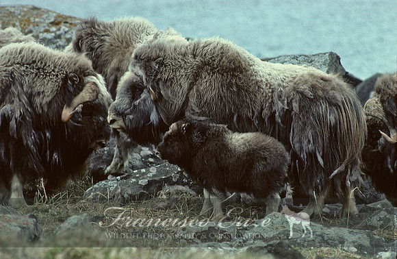 M22 Ovibos moschatus 5 - MUSKOX