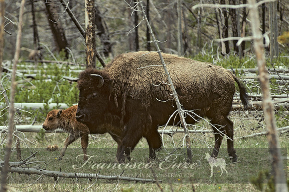 M22 Bison bison - AMERICAN BISON 1