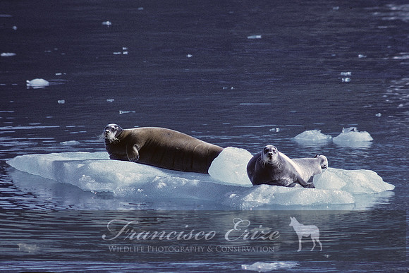 M15 Erignathus barbatus -BEARDED SEAL