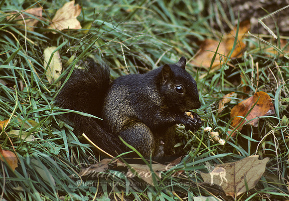 M27 Sciurus carolinensis 3 - EASTERN GRAY SQUIRREL
