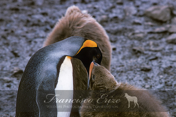 B4 Aptenodytes patagonica -KING PENGUIN