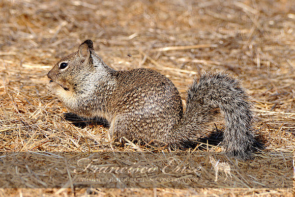 M27 Spermophilus beecheyi - CALIFORNIAN GROUND-SQUIRREL